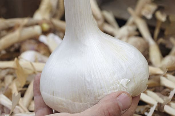 Tips for Successful Garlic Cultivation: Insights from Arain Agro Farm